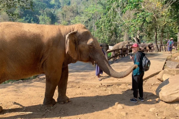 A tourist and an elephant at an elephant sanctuary at Chiang Mai in Thailand