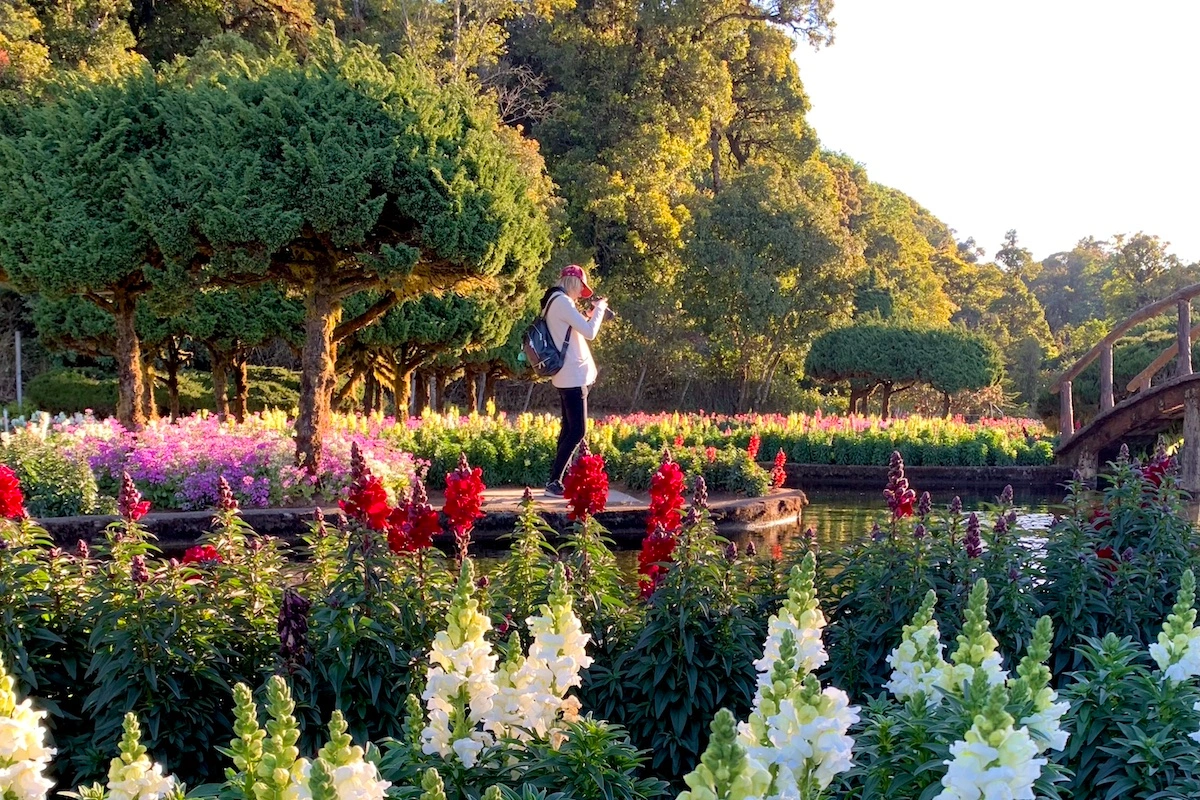 Beautiful and vibrant flower garden in Chiang Mai, Thailand