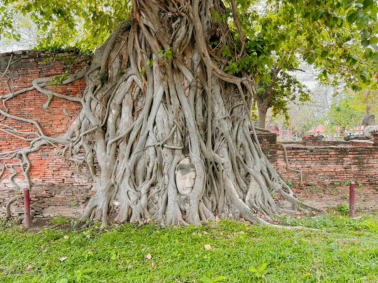 Buddha head in tree roots at Wat Mahathat the famous historical temple in Ayutthaya Thailand