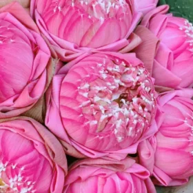Bundle of fresh pink lotus flowers for sale at a Thai flower market
