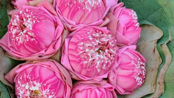 Bundle of fresh pink lotus flowers for sale at a Thai flower market